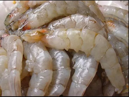 Iron shrimp PDTO