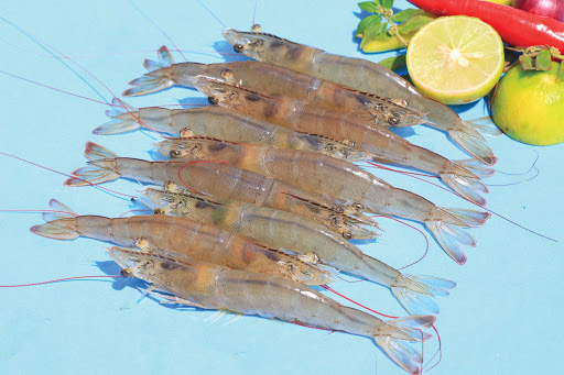 HOSO fresh lead shrimp